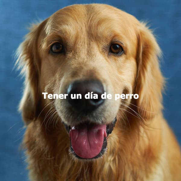 Tener un día de perro - Quiet Dinner Music