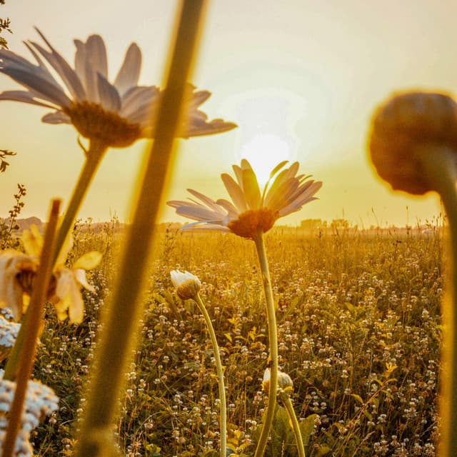 1 Chakra Unlocked: Divine Waves - Spa Music Relaxation