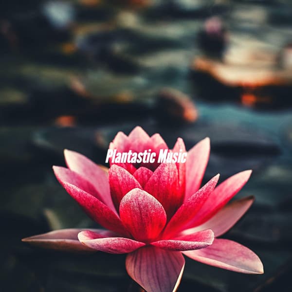 Plantastic Music - Sunday Morning Jazz