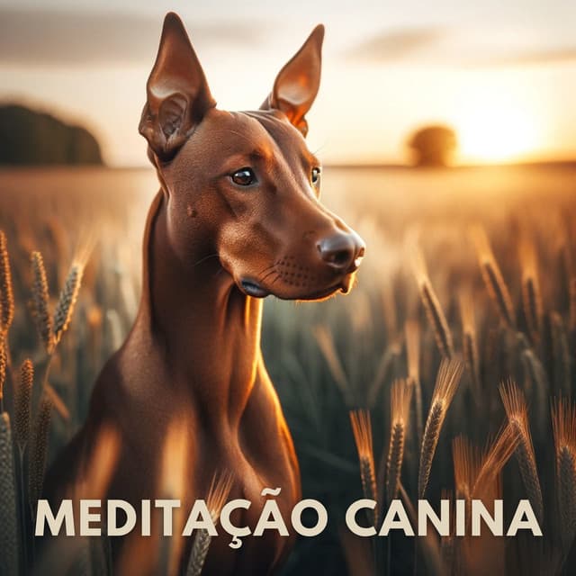 Meditação Canina - Lee Ishvar