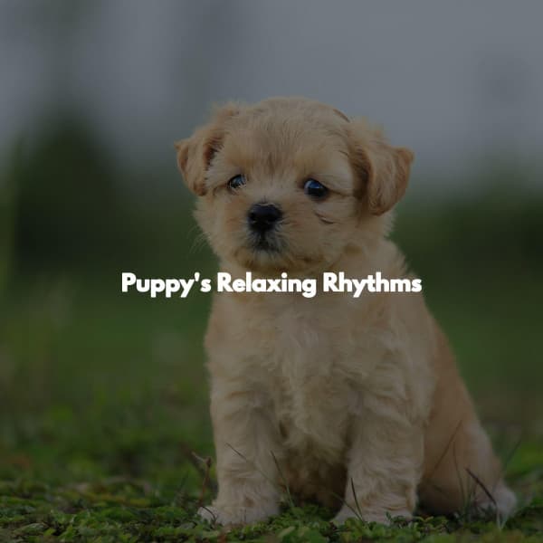 Puppy's Relaxing Rhythms - Jazz Lounge Bar Radio
