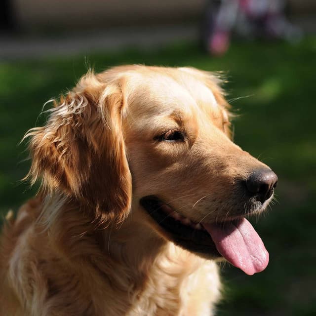 Relaxed Trio Jazz - Background for Weekend Dog Park Visits - Dog Sleeping Soundtracks Deluxe