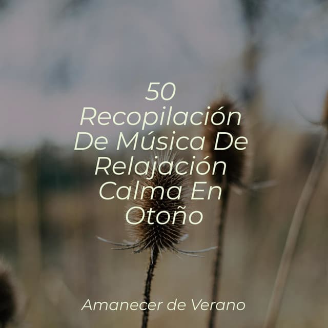 50 Recopilación De Música De Relajación Calma En Otoño - Musica para Meditar