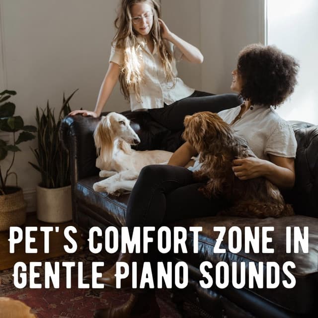 Pet's Comfort Zone in Gentle Piano Sounds - Relaxing Jazz Piano