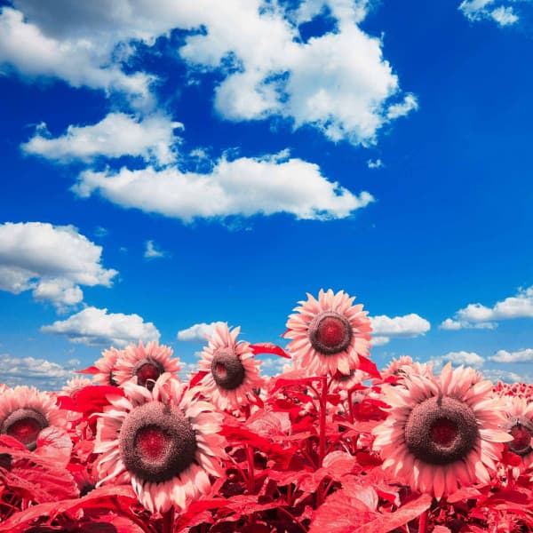 Background Music for Thoughtful Time - Música para el Trabajo