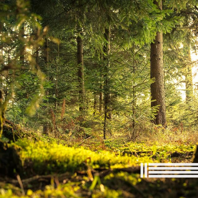 Birds In The Forest