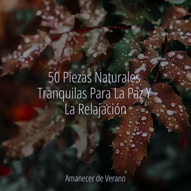50 Piezas Naturales Tranquilas Para La Paz Y La Relajación - El hada de las canciones de cuna