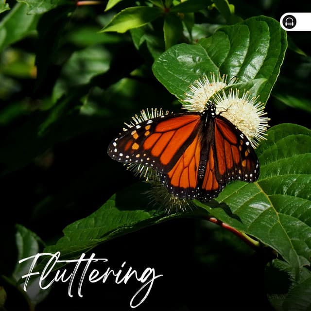 Fluttering - Nature Sound Series