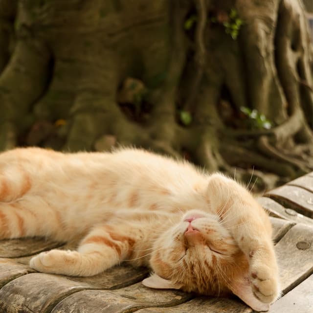 Tranquil Waterside Cat Retreat: Binaural Purring Moments - Binaural Astro Lab