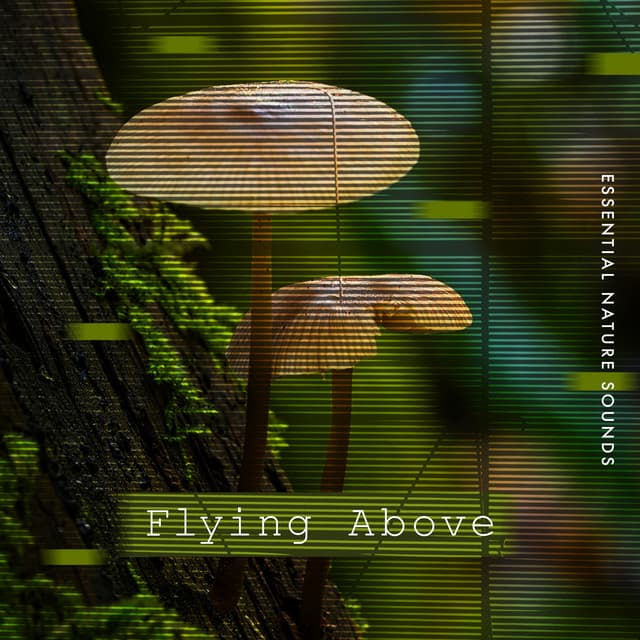 Flying Above - Essential Nature Sounds