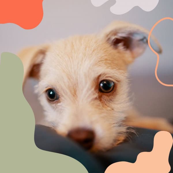 Music for Calming Puppy - Sleeptime for Dogs