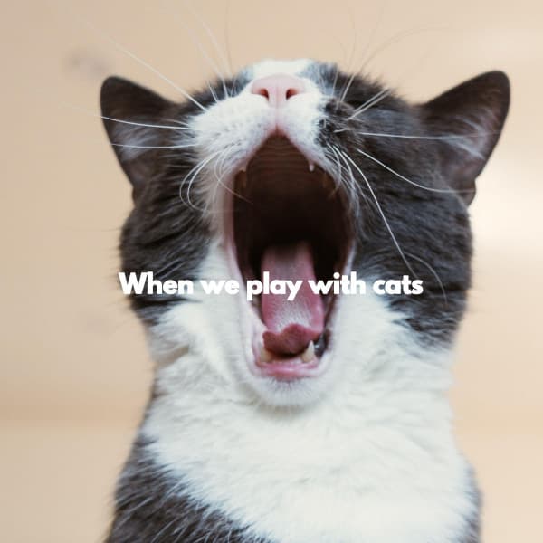 When we play with cats - French Cafe Music