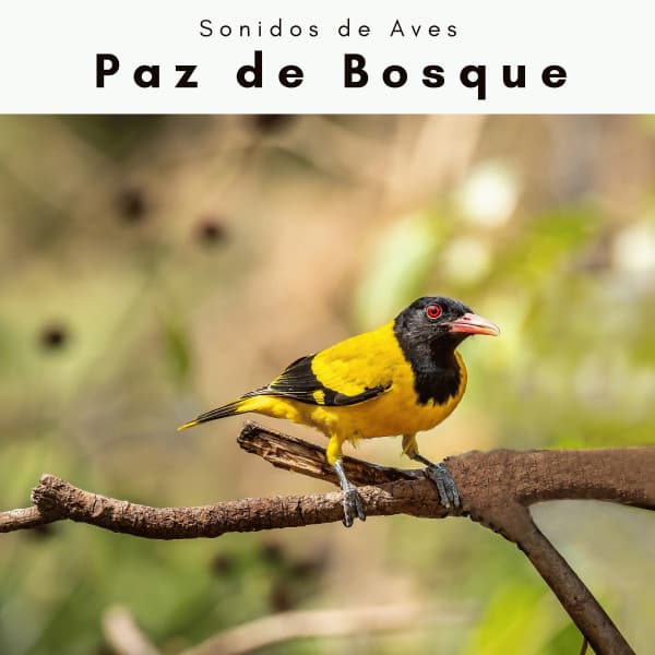 A Paz de Bosque - Sonidos De Aves