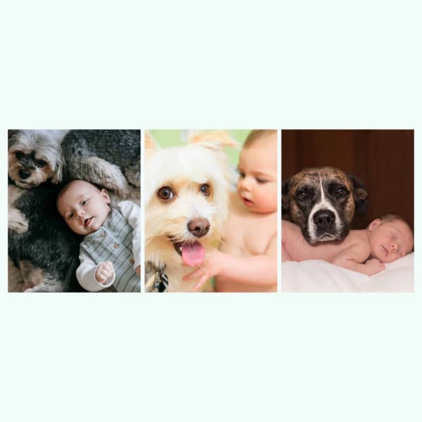 Magnificent Smooth Jazz Chill Out - Background for Dog Calming - Relaxing Dog Music Society